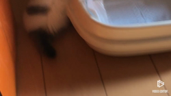 今松澄江ブリーダーからお迎えしたスコティッシュフォールド：心々(ここ)くん