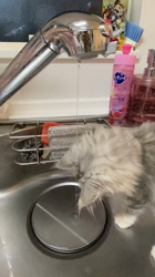 冨岡利枝ブリーダーからお迎えしたミヌエット：はづきちゃん