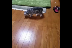 岩瀬典子ブリーダーからお迎えしたミヌエット：🔰わかば丸くん