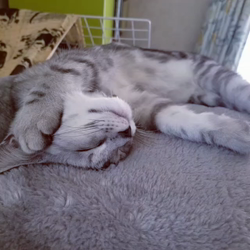 岩瀬典子ブリーダーからお迎えしたミヌエット：🔰わかば丸くん