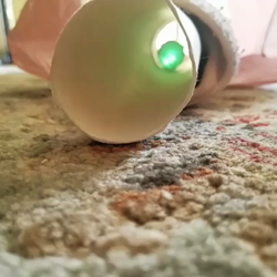 岩瀬典子ブリーダーからお迎えしたミヌエット：🔰わかば丸くん