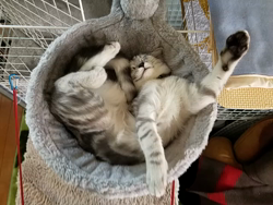 岩瀬典子ブリーダーからお迎えしたミヌエット：🔰わかば丸くん