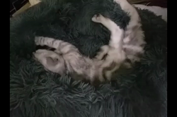 岩瀬典子ブリーダーからお迎えしたミヌエット：🔰わかば丸くん