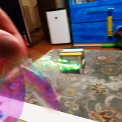 岩瀬典子ブリーダーからお迎えしたミヌエット：🔰わかば丸くん