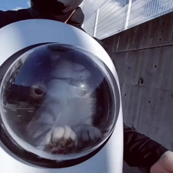 岩瀬典子ブリーダーからお迎えしたミヌエット：🔰わかば丸くん