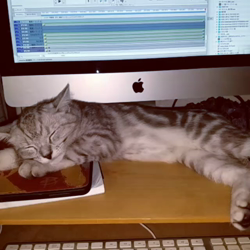 岩瀬典子ブリーダーからお迎えしたミヌエット：🔰わかば丸くん