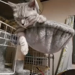 岩瀬典子ブリーダーからお迎えしたミヌエット：🔰わかば丸くん