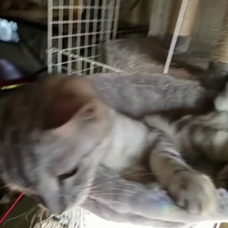 岩瀬典子ブリーダーからお迎えしたミヌエット：🔰わかば丸くん