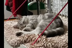 岩瀬典子ブリーダーからお迎えしたミヌエット：🔰わかば丸くん