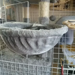 岩瀬典子ブリーダーからお迎えしたミヌエット：🔰わかば丸くん