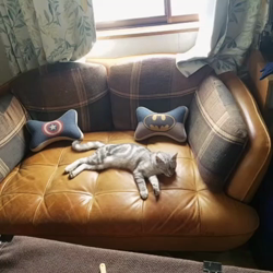 岩瀬典子ブリーダーからお迎えしたミヌエット：🔰わかば丸くん