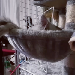 岩瀬典子ブリーダーからお迎えしたミヌエット：🔰わかば丸くん