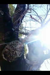 岩瀬典子ブリーダーからお迎えしたミヌエット：🔰わかば丸くん