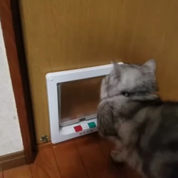 岩瀬典子ブリーダーからお迎えしたミヌエット：🔰わかば丸くん