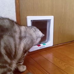 岩瀬典子ブリーダーからお迎えしたミヌエット：🔰わかば丸くん