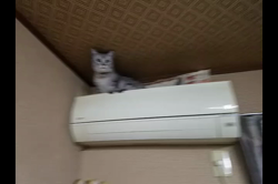 岩瀬典子ブリーダーからお迎えしたミヌエット：🔰わかば丸くん