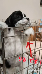 添田滋ブリーダーからお迎えしたアメリカンコッカースパニエル：リルちゃん