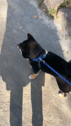 山脇照之ブリーダーからお迎えした柴犬：ルドルフくん