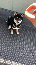 山脇照之ブリーダーからお迎えした柴犬：ルドルフくん