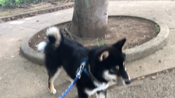 山脇照之ブリーダーからお迎えした柴犬：ルドルフくん