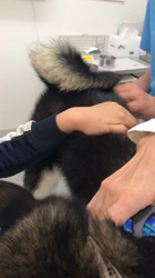 山脇照之ブリーダーからお迎えした柴犬：ルドルフくん