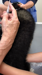 山脇照之ブリーダーからお迎えした柴犬：ルドルフくん