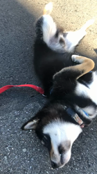 山脇照之ブリーダーからお迎えした柴犬：ルドルフくん