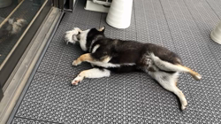 山脇照之ブリーダーからお迎えした柴犬：ルドルフくん