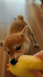 薪谷利則ブリーダーからお迎えした柴犬：のんくん