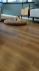 薪谷利則ブリーダーからお迎えした柴犬：のんくん