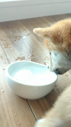 薪谷利則ブリーダーからお迎えした柴犬：のんくん