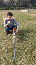 薪谷利則ブリーダーからお迎えした柴犬：のんくん