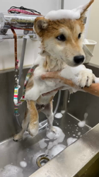 薪谷利則ブリーダーからお迎えした柴犬：のんくん