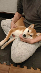 薪谷利則ブリーダーからお迎えした柴犬：のんくん