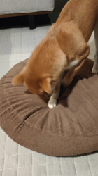 薪谷利則ブリーダーからお迎えした柴犬：のんくん