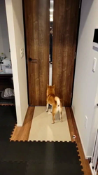 薪谷利則ブリーダーからお迎えした柴犬：のんくん