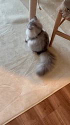 冨岡利枝ブリーダーからお迎えしたミヌエット：ニケくん