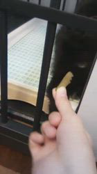 朝比奈杏奈ブリーダーからお迎えしたポメチワ(チワワ×ポメラニアン)：風太（ふうた）くん