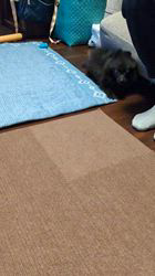 朝比奈杏奈ブリーダーからお迎えしたポメチワ(チワワ×ポメラニアン)：風太（ふうた）くん