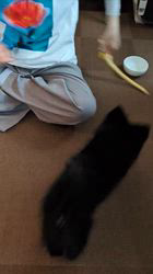 朝比奈杏奈ブリーダーからお迎えしたポメチワ(チワワ×ポメラニアン)：風太（ふうた）くん