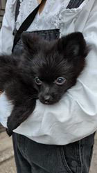 朝比奈杏奈ブリーダーからお迎えしたポメチワ(チワワ×ポメラニアン)：風太（ふうた）くん