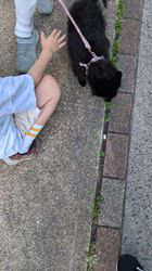 朝比奈杏奈ブリーダーからお迎えしたポメチワ(チワワ×ポメラニアン)：風太（ふうた）くん