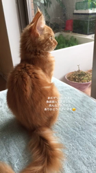 太田克彦ブリーダーからお迎えしたメインクーン：ティガーくん