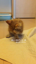 太田克彦ブリーダーからお迎えしたメインクーン：ティガーくん