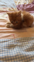 太田克彦ブリーダーからお迎えしたメインクーン：ティガーくん