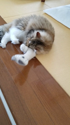 加藤直子ブリーダーからお迎えしたノルウェージャンフォレストキャット：Noa（ノア）くん