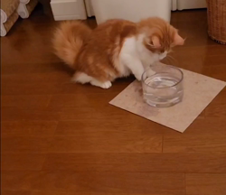 宮沢美香ブリーダーからお迎えしたノルウェージャンフォレストキャット：Naru(ナル)くん