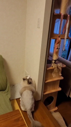 加藤直子ブリーダーからお迎えした😺エキゾチックロングヘアー&😺😺😺ノルウェージャンフォレストキャット😺😺😺ラグドール：😺グレイスファミリー🎵くん