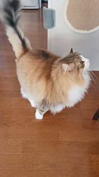 加藤直子ブリーダーからお迎えしたノルウェージャンフォレストキャット：Noa（ノア）くん