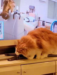 宮沢美香ブリーダーからお迎えしたノルウェージャンフォレストキャット：Naru(ナル)くん